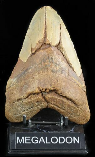 Massive, Megalodon Tooth - North Carolina #47422